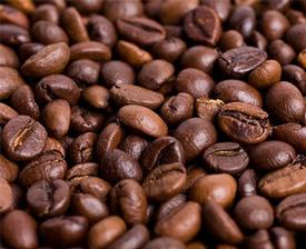 Coffee (Coffea arabica)