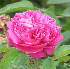 Rose Otto-Turkish (Rosa damascena)