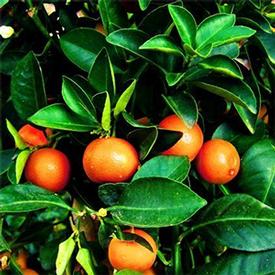 Tangerine-Murcott (Citrus reticulata var. murcott)