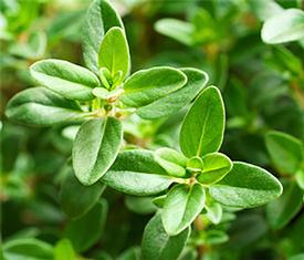 Thyme-Linalool (Thymus vulgaris)