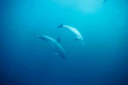 dolphins_tr.jpg dolphins_tr.jpg