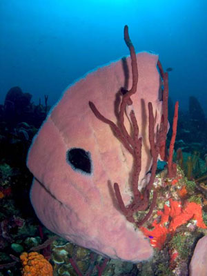 pinksponge3.jpg