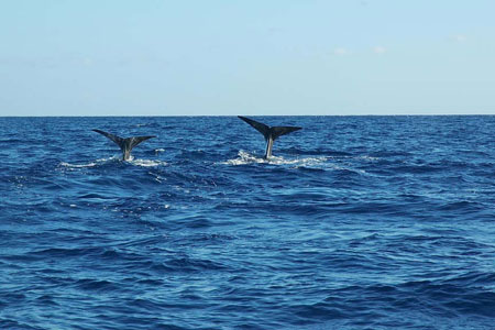 whaletails21.jpg