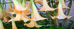Vero Beach Landscaping