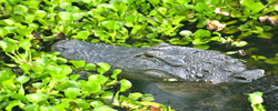 Indian River County Alligator