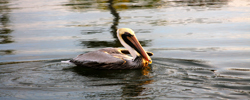 Indian River Lagoon Pelican