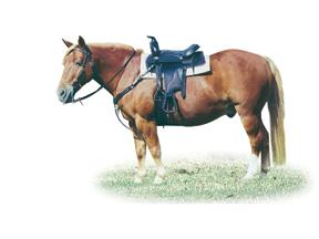 PONYFIXED.JPG