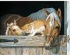 Stable Friends Tree Free Greetings Collection