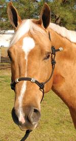 Elite Training Halter, Horse