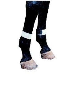 Fly Leg Bands, universal size (set of 4)