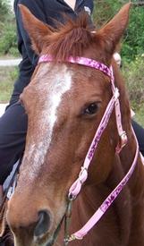 Camo Western Headstall with Reins by Ronmar