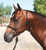 Professional Choice Clinician Halter