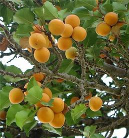 APRICOT KERNEL OIL (Prunus armeniaca)