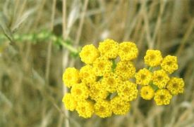 Tansy-Blue also known as Moroccan Blue Tansy (Tanacetum annuum)