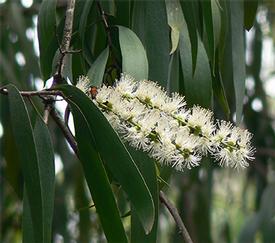 Cajeput (Melaleuca leucadendron var. cajuputi)