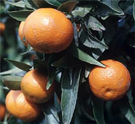 Clementine-(Citrus clementina)