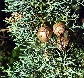 Cypress, Needle (Cupressus sempervirens)