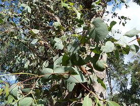 Eucalyptus Peppermint  (Eucalyptus dives)