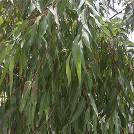 Eucalyptus Lemon (Eucalyptus citriodora)