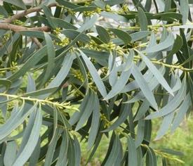 Eucalyptus radiata (Eucalyptus radiata)