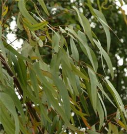 Eucalyptus smithii (Eucalyptus smithii)