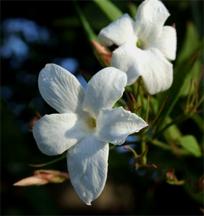Jasmine Absolute (Jasminum grandiflorum)