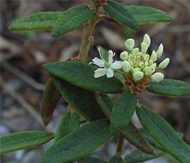 Labrador Tea - Greenland Moss - Ledum (Ledum groenlandicum)