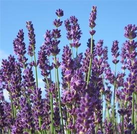 Lavender-English (Lavandula angustifolia)