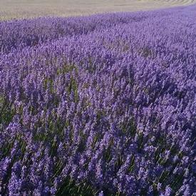 Lavender-Maillette (Lavandula angustifolia)
