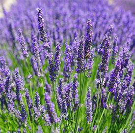 Lavender-Bulgarian (Lavendula angustifolia)
