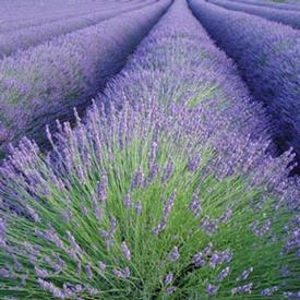 Lavender (Lavandula officinalis)