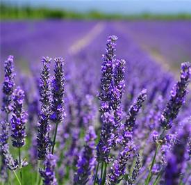 Lavender-French Fine High Altitude (Lavandula angustifolia)