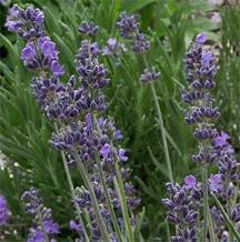 Lavender-French Massage Oil - 4 oz.