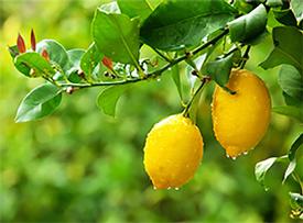 Lemon (Citrus limonum)