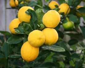 Meyer Lemon (Citrus meyeri)