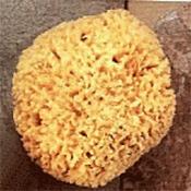 Natural Sea Sponge - Large