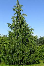 Nootka Tree Wood Oil (Cupressus nootkatensis)