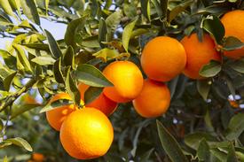 Orange-Wild (Citrus sinensis)