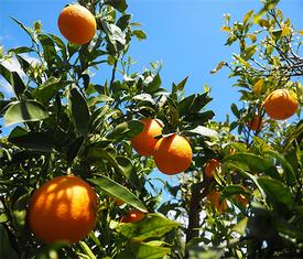 Orange, Sweet-(Citrus sinensis)