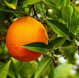 Orange, Bitter  FCC- (Citrus aurantium var. bigardia)
