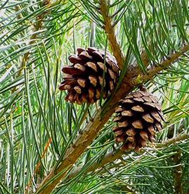 Pine-Scotch (Pinus sylvestris)