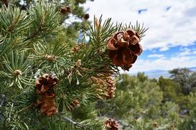 Pinyon Pine-Piñon Pine (Pinus edulis)