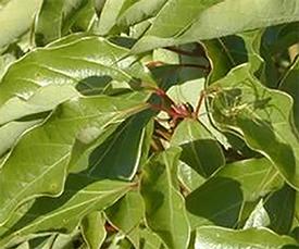 Ravensara, True (Agathophyllum aromatica a/k/a ravensara aromatica)