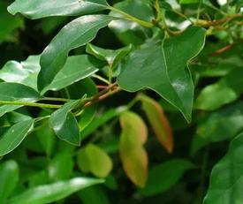 Ravintsara (Cinnamomum camphora) ct. 1,8 cineole