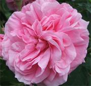 Rose de Mai Absolute (Rosa centifolia)