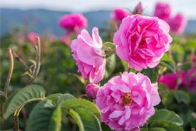 Rose Hydrosol - Bulgarian - (Rosa damascena)- 4 oz.