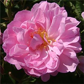 Rose De Mai Absolute (Rosa centifolia) 5% Dilution in Jojoba Oil-15 ml.