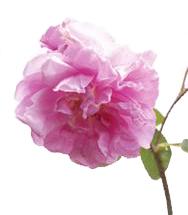 Rose Absolute-Bulgarian (Rosa damascena)