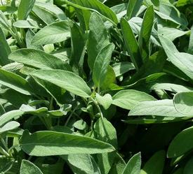 Sage (Salvia officinalis), Dalmation Sage, Garden Sage, Common Sage