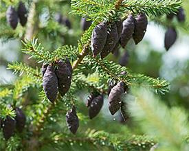 Spruce-Black (Picea mariana)